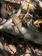 Sceloporus occidentalis
