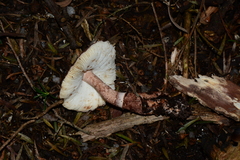 Lepiota haemorrhagica