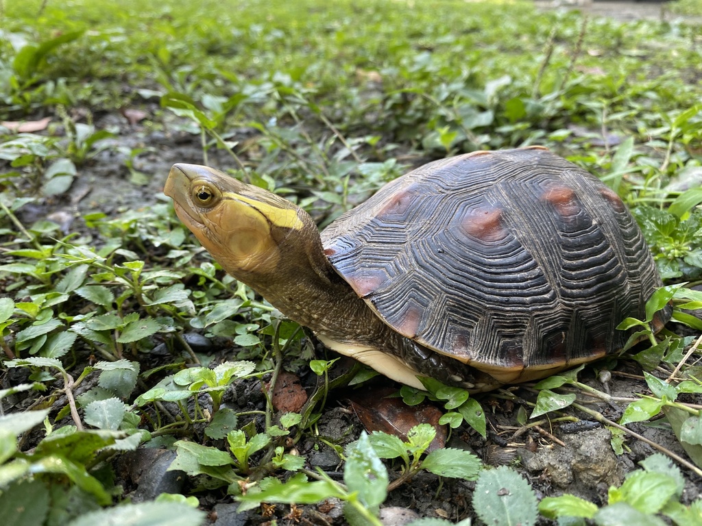 Yellow-Margined Box Turtle
