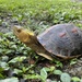 Chinese Box Turtle - Photo (c) Neo Lee, some rights reserved (CC BY-NC), uploaded by Neo Lee