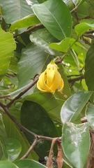 Cananga odorata