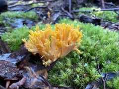 Ramaria anziana