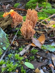 Ramaria capitata
