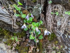 Viola senzanensis