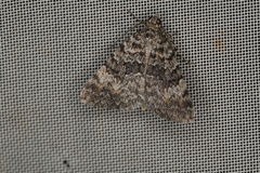Dichromodes denticulata