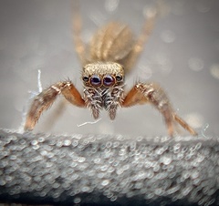 Marpissa lineata