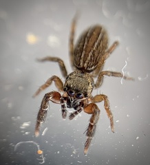 Marpissa lineata