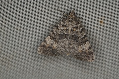 Dichromodes denticulata
