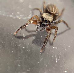 Marpissa lineata
