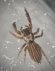 Marpissa lineata