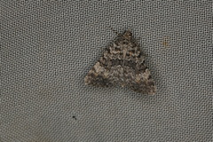 Dichromodes denticulata