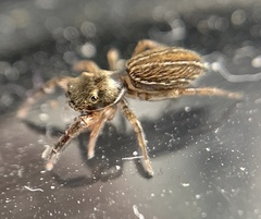Marpissa lineata