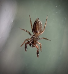 Marpissa lineata