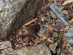 Pseudosoriculus fumidus