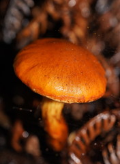 Cortinarius abnormis