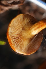 Cortinarius abnormis