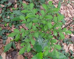 Amorphophallus hirtus