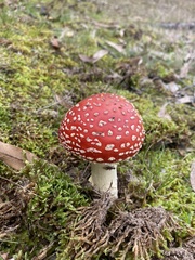 Amanita muscaria muscaria