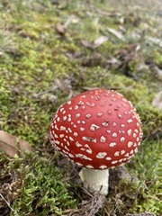 Amanita muscaria muscaria