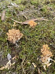 Ramaria lorithamnus