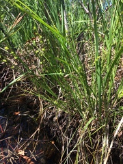 Stellulatae