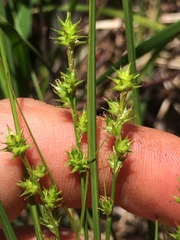 Stellulatae