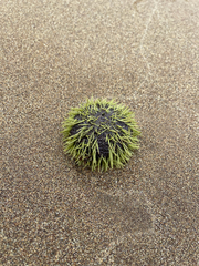 Lytechinus semituberculatus