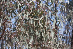 Eucalyptus largiflorens