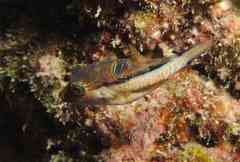 Canthigaster