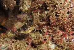 Canthigaster capistrata