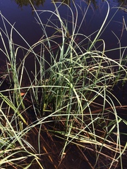 Carex lacustris