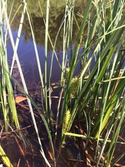 Carex lacustris