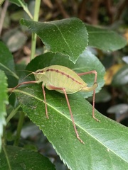Isophya pyrenaea