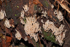 Artomyces austropiperatus