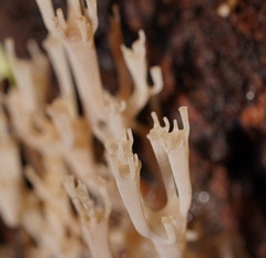 Artomyces austropiperatus
