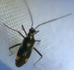 Grypocoris stysi