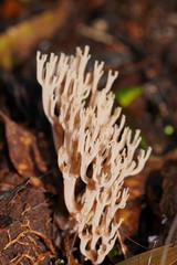 Artomyces austropiperatus