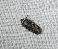 Proteuxoa passalota