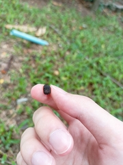 Thyropygus allevatus