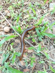 Thyropygus allevatus