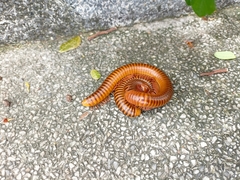 Thyropygus allevatus