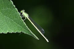 Paracercion calamorum