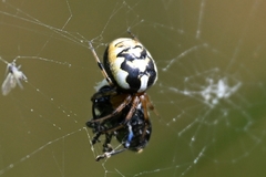 Araneus ejusmodi