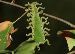 Pristiphora testacea