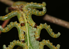 Pristiphora testacea