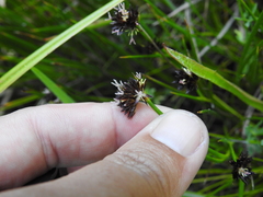Juncus phaeocephalus