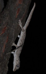 Strophurus krisalys