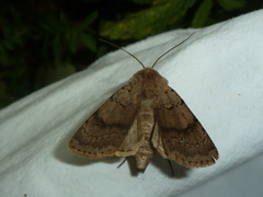 Agrotis cinerea