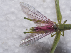 Atractomorpha crenulata