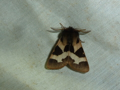 Watsonarctia deserta